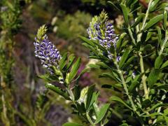 Otholobium bracteolatum (Eckl. & Zeyh.) C. H. Stirt.   