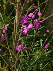 Vítod (Polygala lancifolia A. St.Hil. & Moq.)   