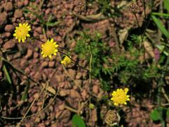 Mechovec (Cotula L.)