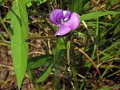 Vigna vexillata (L.) A. Rich.