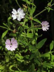 Silenka (Silene pilosellifolia Cham. & Schltdl.)