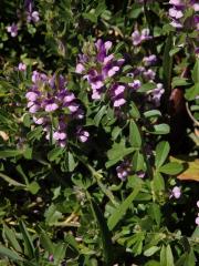 Otholobium fruticans (L.) C. H. Stirt.