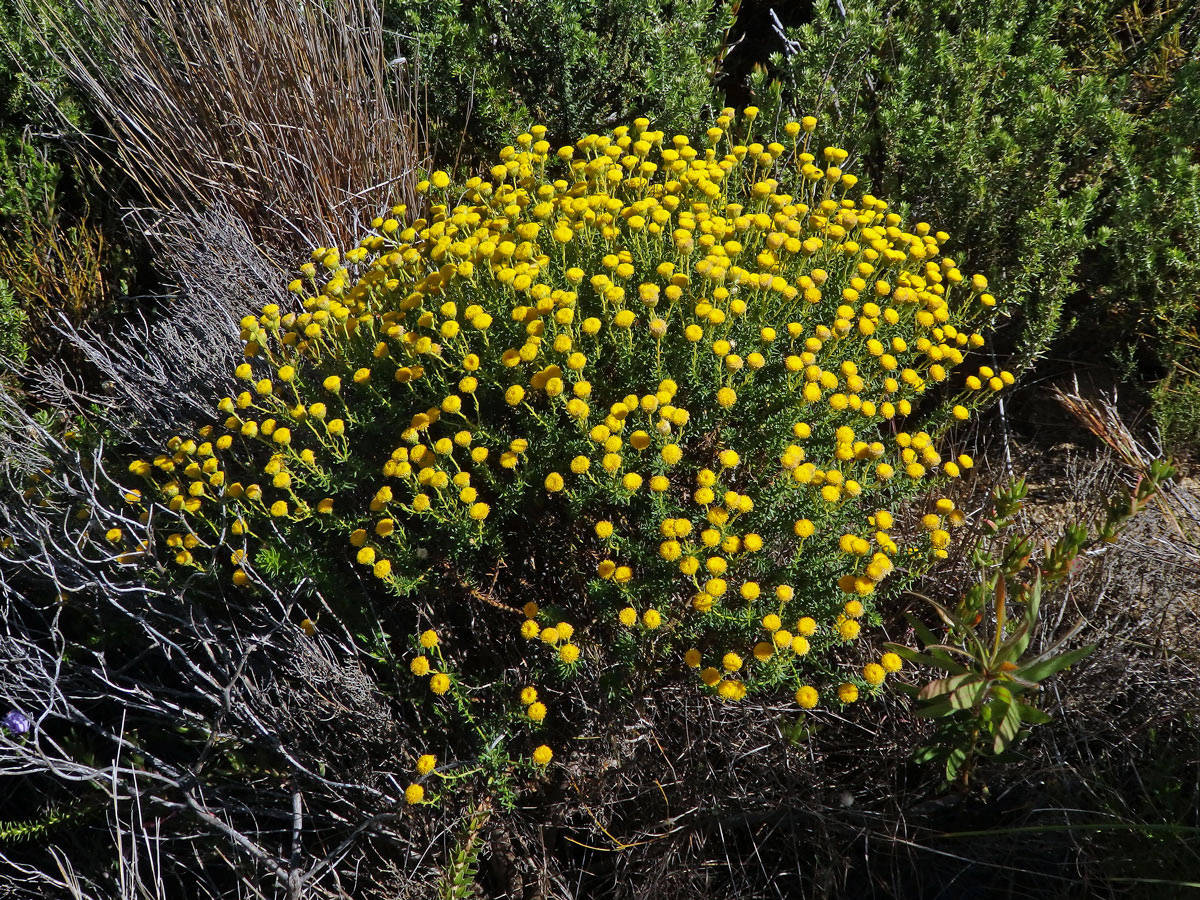 Chrysocoma coma-aurea L.
