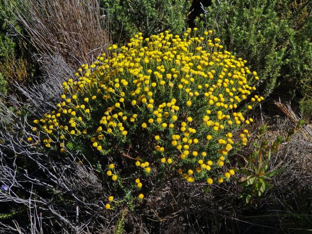 Chrysocoma coma-aurea L.