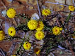 Chrysocoma coma-aurea L.