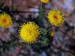 Chrysocoma coma-aurea L.