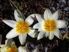 Tulipán Fosterův (Tulipa fosteriana W. Irving), osmičetný květ (3a)