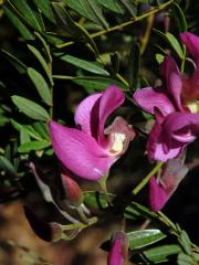 Virgilia divaricata Adamson