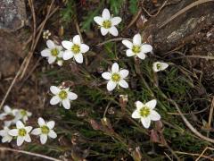 Písečnice (Arenaria multicaulis L.)