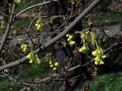 Lískovníček klasnatý (Corylopsis spicata Sieb. & Zucc.)