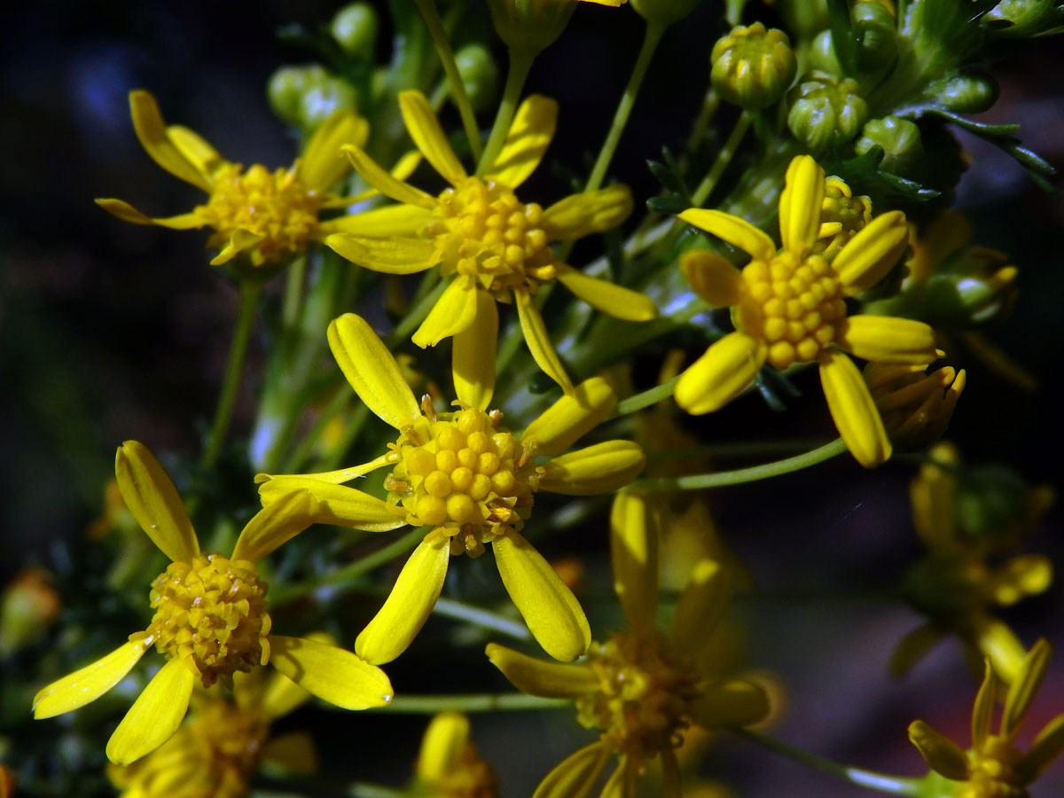 Euryops virgineus (L. f.) DC.