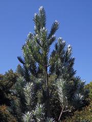 Leucadendron argenteum (L.) R. Br. 