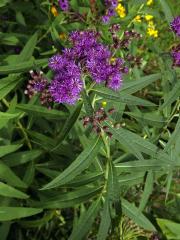 Vernonie (Vernonia Schreb.) 