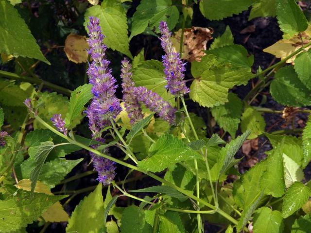 Agastache anýzová (Agastache foeniculum (Pursh) Kuntze)