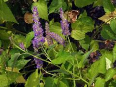 Agastache anýzová (Agastache foeniculum (Pursh) Kuntze)  