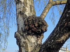 Nádor na bříze bělokoré (Betula pendula Roth) (69a)