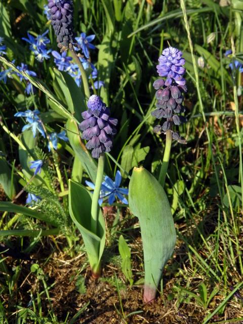 Modřenec širokolistý (Muscari latifolium J. Kirk.)