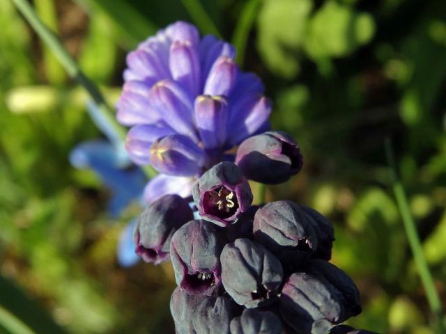 Modřenec širokolistý (Muscari latifolium J. Kirk.)