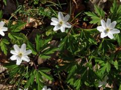 Sasanka hajní (Anemone nemorosa L.) - sedmičetný květ (4)