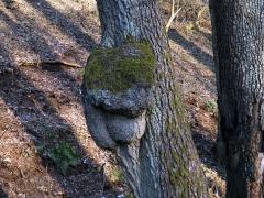 Tumor na olši lepkavé (Alnus glutinosa (L.) Gaertn.) (22b) )