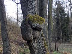 Tumor na olši lepkavé (Alnus glutinosa (L.) Gaertn.) (22c)