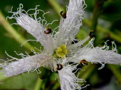 Vachta trojlistá (Menyanthes trifoliata L.)