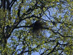 Čarověník na bříze bělokoré (Betula pendula Roth) (4)