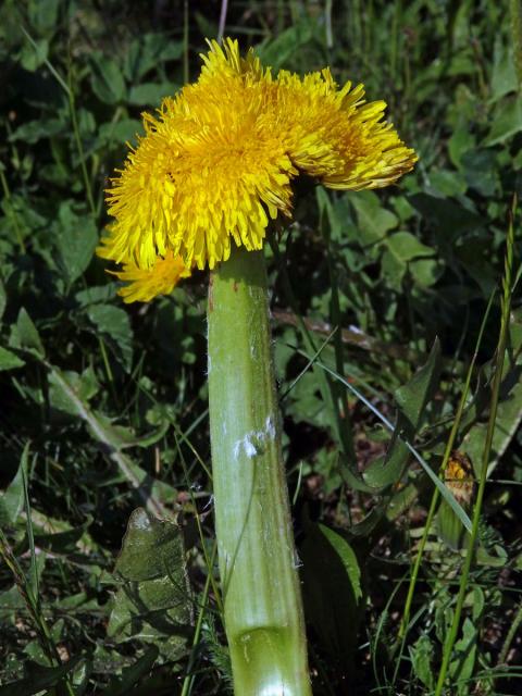 Smetánka lékařská (Taraxacum officinale L.) - fasciace stonku (22a)