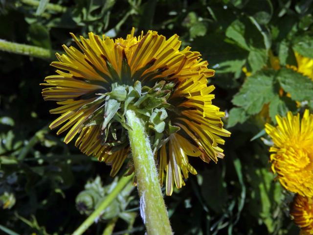 Smetánka lékařská (Taraxacum officinale L.) - fasciace stonku (23)