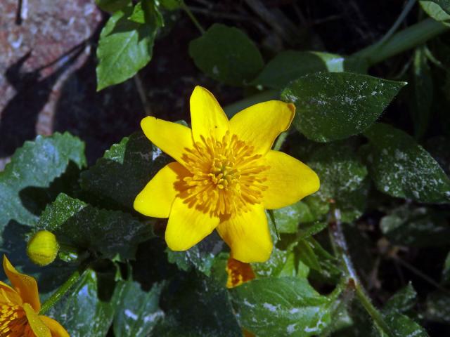 Blatouch bahenní (Caltha palustris L.), sedmičetný květ (6)