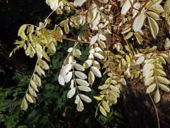 Trnovník akát (Robinia pseudoacacia L.) bez chlorofylu