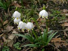 Bledule jarní (Leucojum vernum L.)