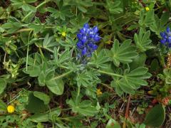 Lupina (Lupinus micranthus Guss.)