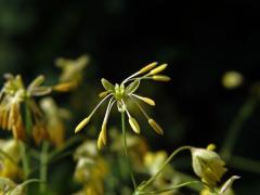 Žluťucha menší (Thalictrum minus L.), trojčetný květ