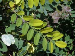 Trnovník akát (Robinia pseudoacacia L.) s panašovanými listy