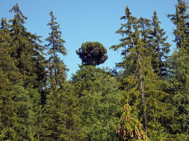 Čarověník na smrku ztepilém (Picea abies (L.) Karsten) (9a)