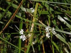 Svízel moravský (Galium valdepilosum Heinr. Braun)    