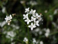 Svízel moravský (Galium valdepilosum Heinr. Braun)