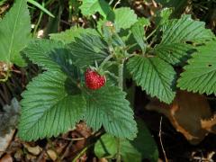 Jahodník truskavec (Fragaria moschata (Duchesne) Weston)