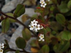 Pomněnka (Myosotis australis R. Br.)