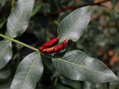 Hálky mšice Forda marginata na řečíku (Pistacia atlantica Desf.)