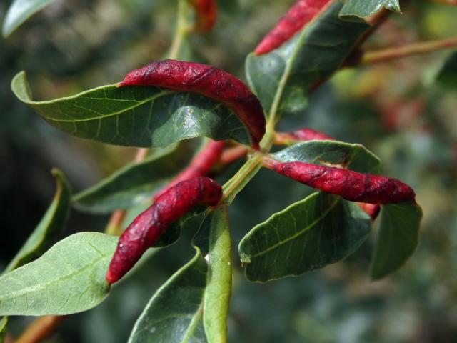 Hálky mšice Forda marginata na řečíku (Pistacia atlantica Desf.)