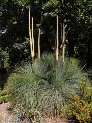 Žlutokap (Xanthorrhoea quadrangulata F. Muell.)