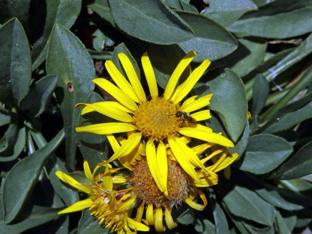 Oman bezlodyžný (Inula acaulis Boiss.)