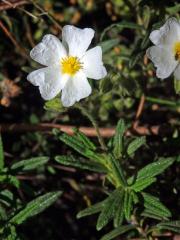 Cist montpellierský (Cistus monspeliensis L.)