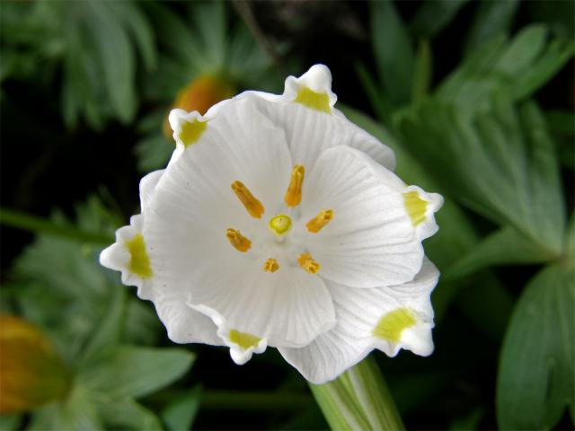 Bledule jarní (Leucojum vernum L.)