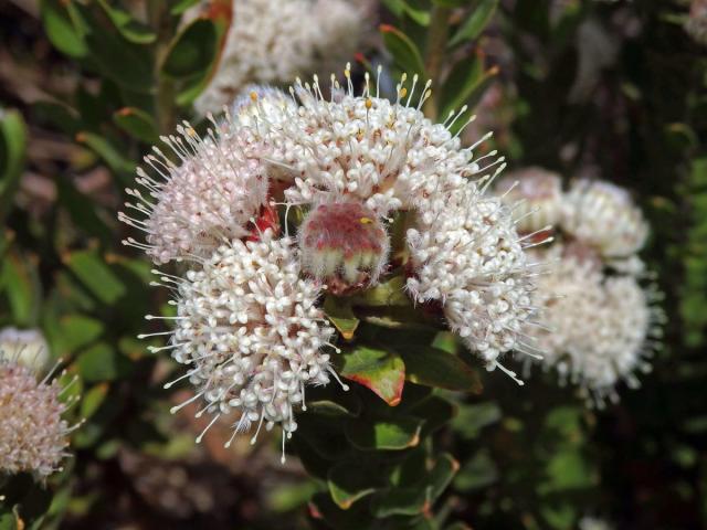 Leucospermum bolusii Gand.