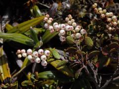 Libavka (Gaultheria colensoi Hook. f.)