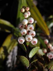 Libavka (Gaultheria colensoi Hook. f.)