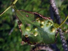 Hálky blanokřídlého hmyzu Quadrastichus na zarděnici (Erythrina lysistemon L.)